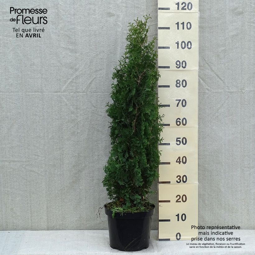 Amostra de Thuja occidentalis Degroot's Spire - Tuia-ocidental Vaso de 7,5 L/10 L tal como entregue na primavera