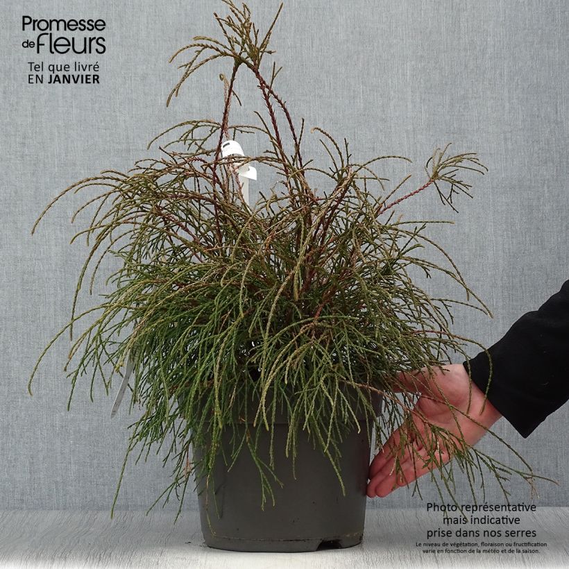 Amostra de Thuya du Canada - Thuja occidentalis Filiformis                    Vaso de 7,5 L/10 L tal como entregue no inverno