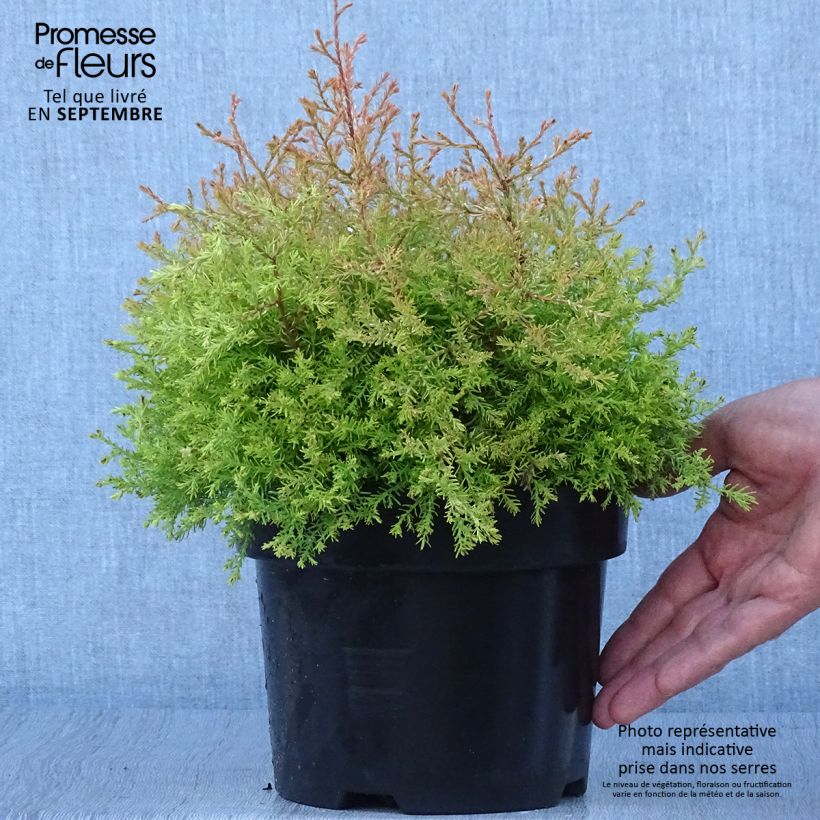 Amostra de Thuja occidentalis Fire Chief - Tuia-ocidental Vaso de 2 L/3 L tal como entregue no outono