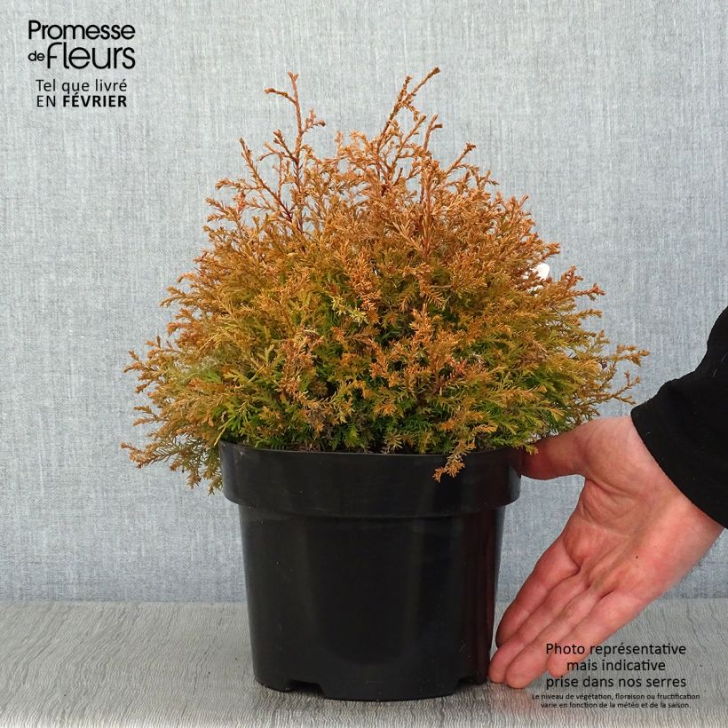 Amostra de Thuja occidentalis Fire Chief - Tuia-ocidental Vaso de 2 L/3 L tal como entregue no inverno