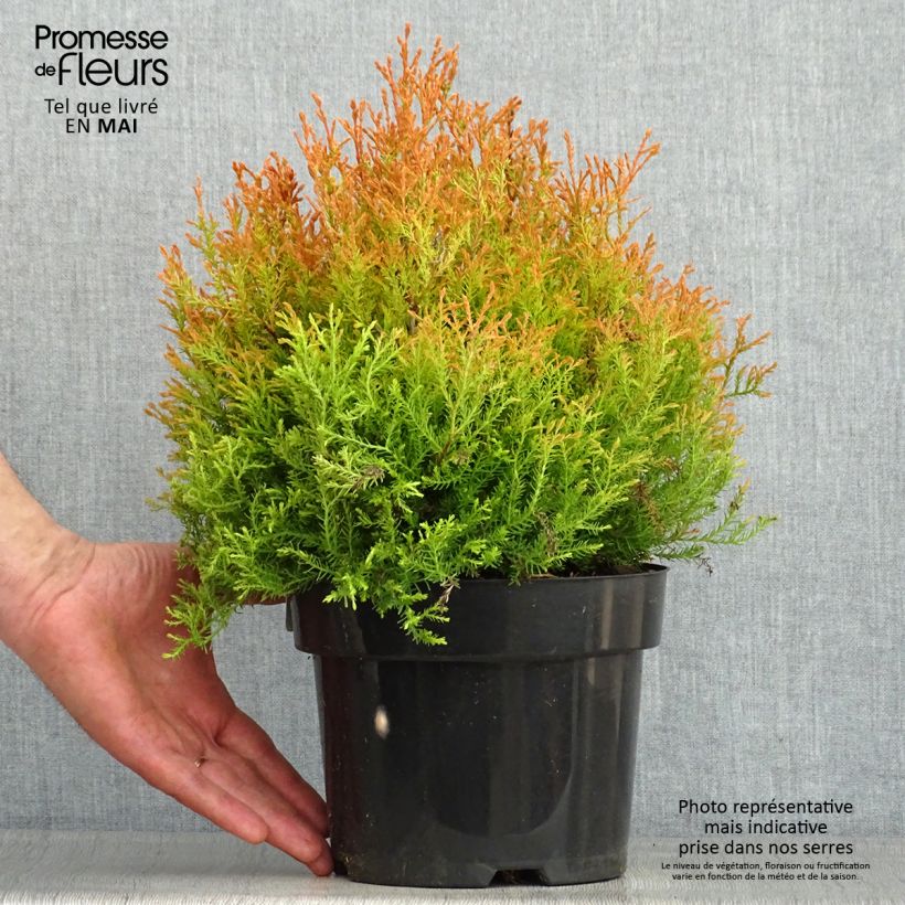 Amostra de Thuja occidentalis Fire Chief - Tuia-ocidental Vaso de 2 L/3 L tal como entregue na primavera