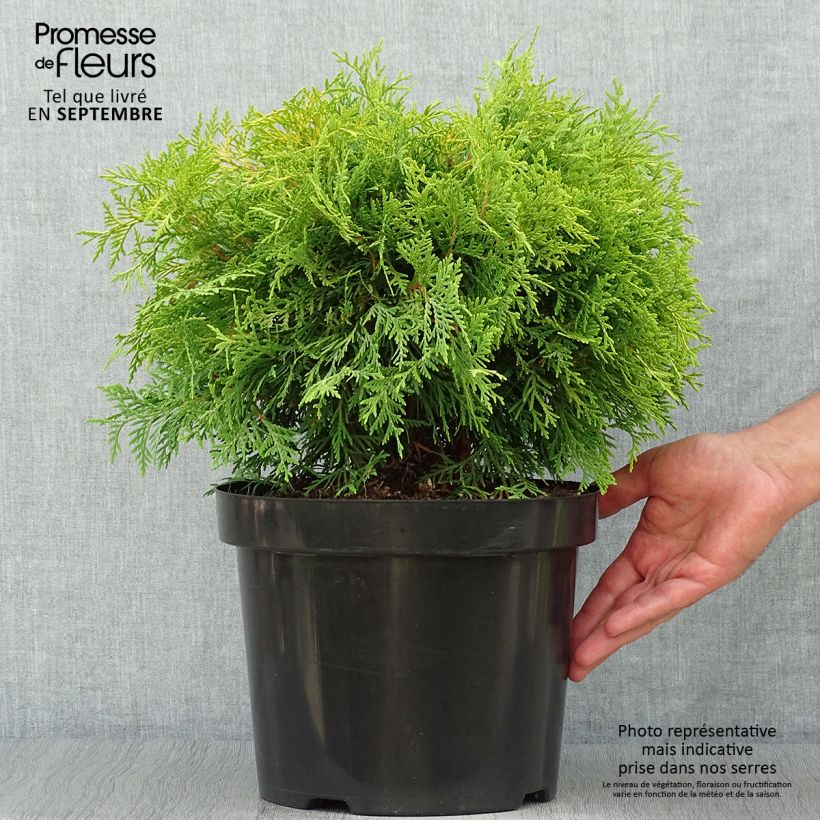 Amostra de Thuja occidentalis Golden Globe - Tuia-ocidental Vaso de 7,5 L/10 L tal como entregue no outono