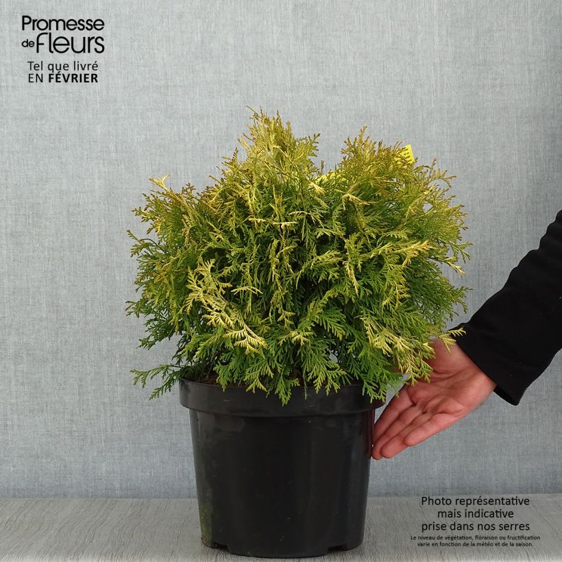 Amostra de Thuja occidentalis Golden Globe - Tuia-ocidental Vaso de 7,5 L/10 L tal como entregue no inverno