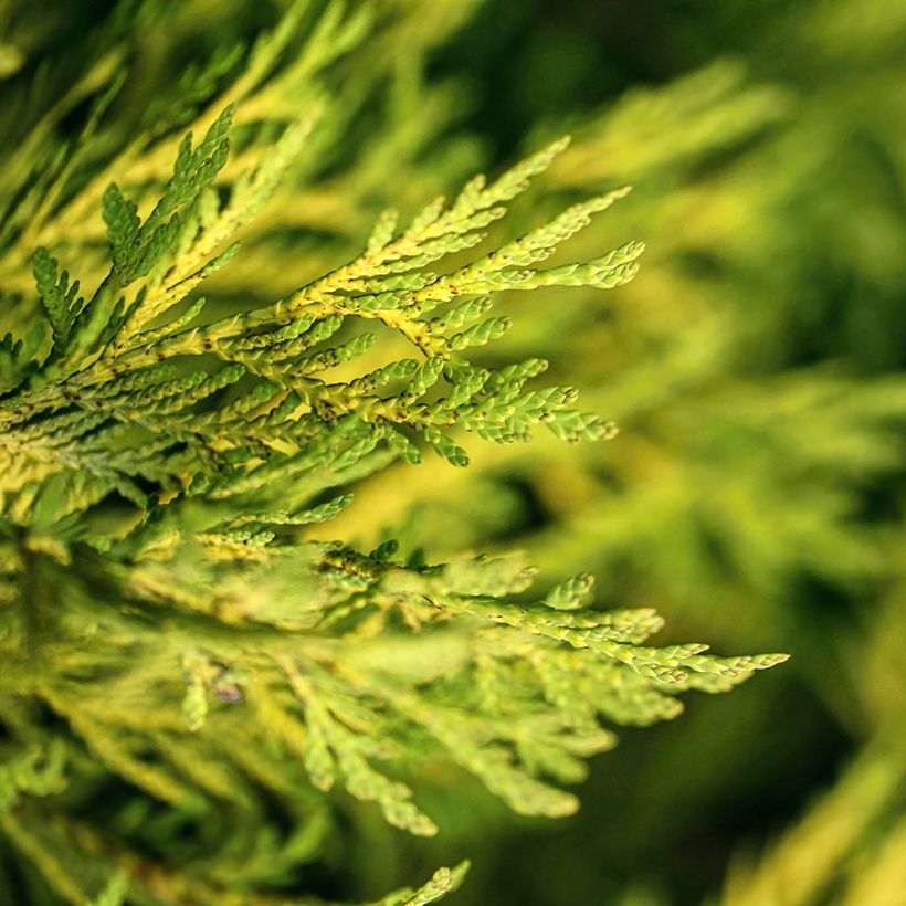 Thuja occidentalis Golden Smaragd - Tuia-ocidental (Folhagem)