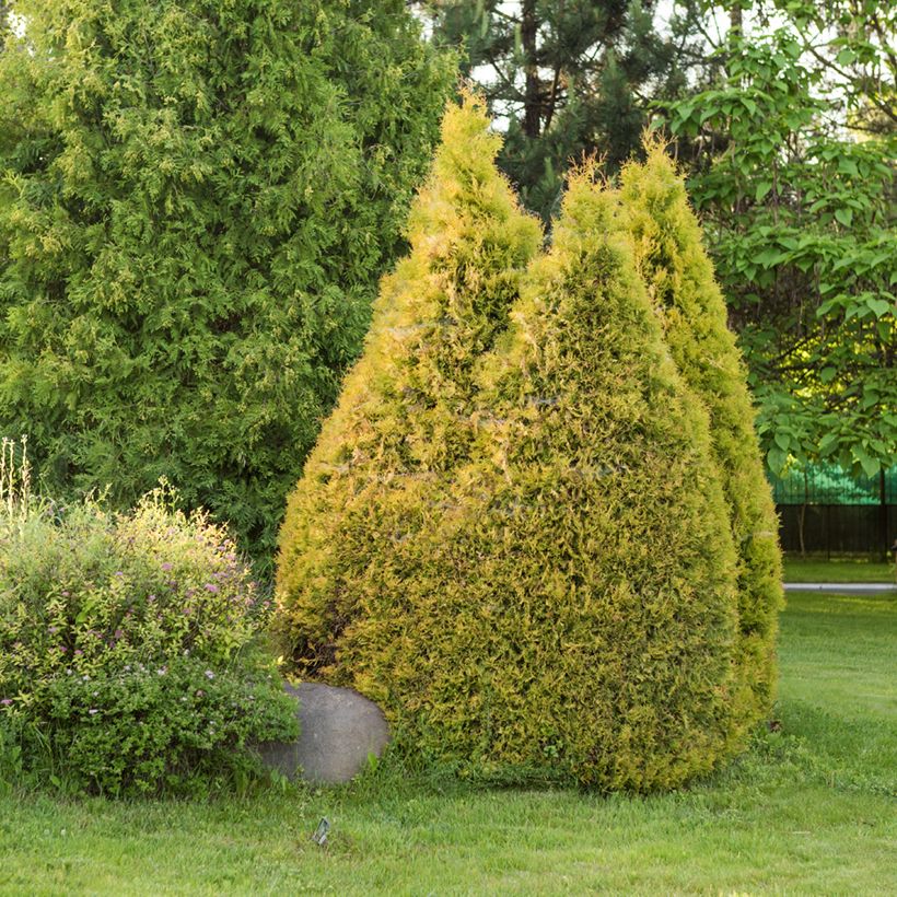 Thuja occidentalis Golden Smaragd - Tuia-ocidental (Hábito)