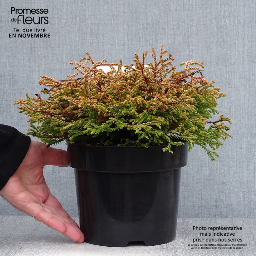 Amostra de Thuja occidentalis Golden Tuffet - Tuia-ocidental Vaso de 2 L/3 L tal como entregue no outono