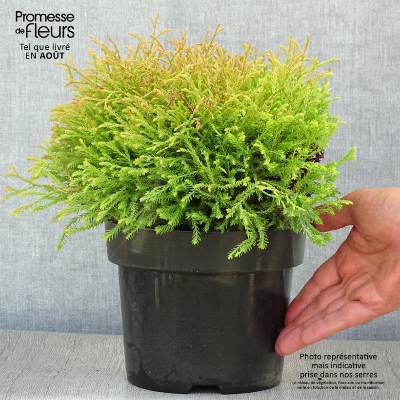 Amostra de Thuja occidentalis Golden Tuffet - Tuia-ocidental Vaso de 2 L/3 L tal como entregue no verão