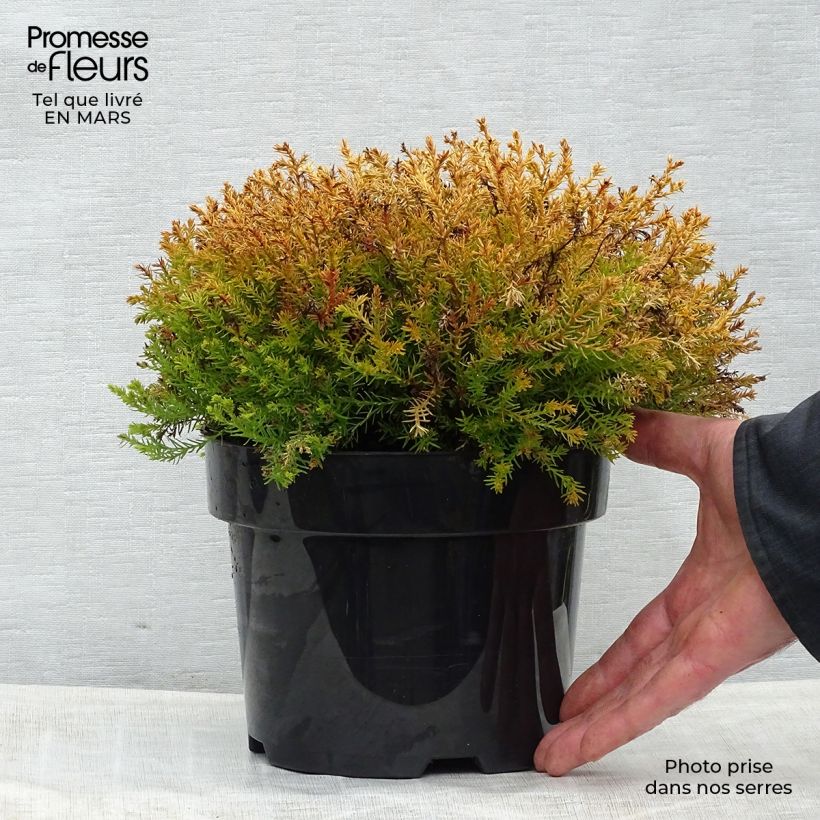Amostra de Thuja occidentalis Rheingold - Tuia-ocidental Vaso de 2 L/3 L tal como entregue na primavera