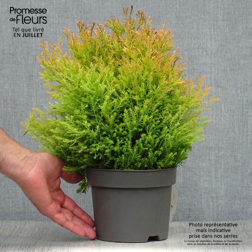 Amostra de Thuja occidentalis Rheingold - Tuia-ocidental Vaso de 2 L/3 L tal como entregue no verão