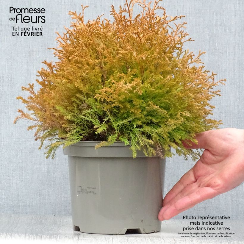 Amostra de Thuya du Canada - Thuja occidentalis Rheingold                   Vaso de 2 L/3 L tal como entregue no inverno