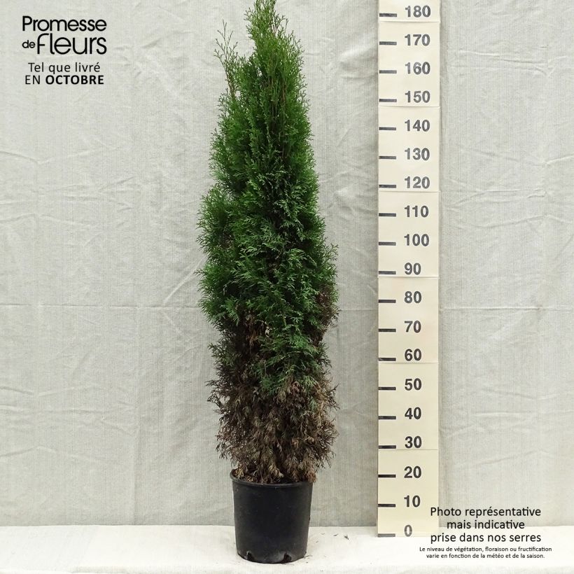 Amostra de Thuja occidentalis Smaragd - Tuia-ocidental Vaso de 7,5 L/10 L tal como entregue no outono