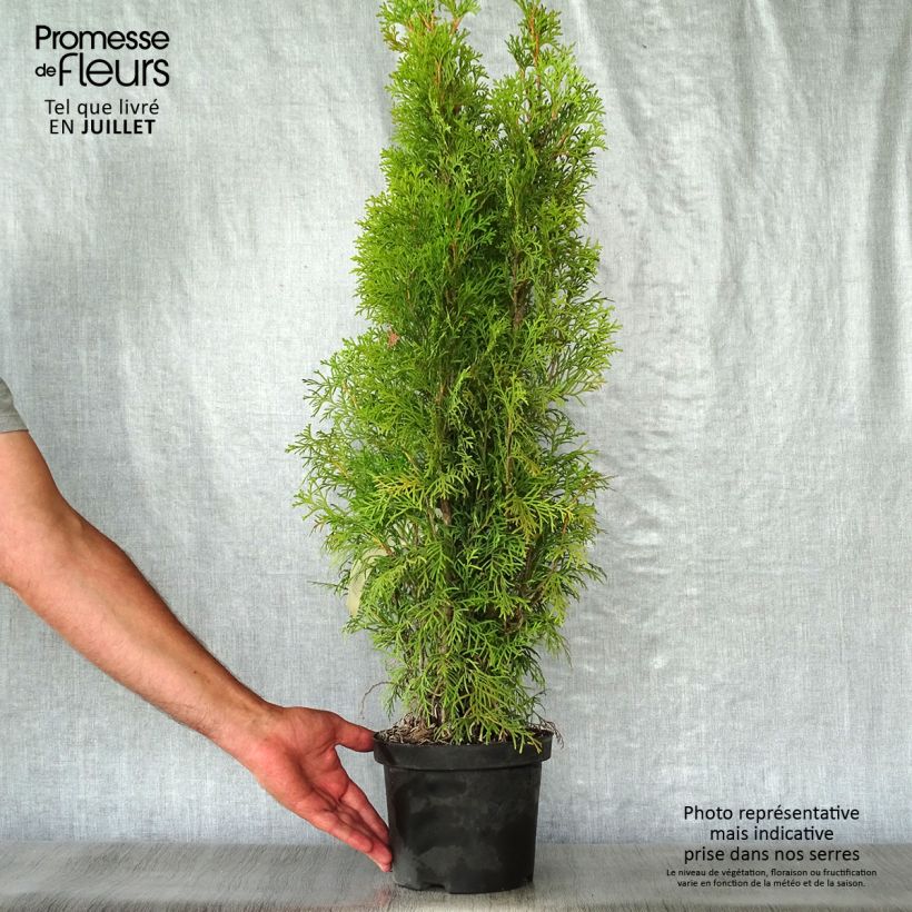 Amostra de Thuja occidentalis Smaragd - Tuia-ocidental Vaso de 3 L/4 L tal como entregue no verão