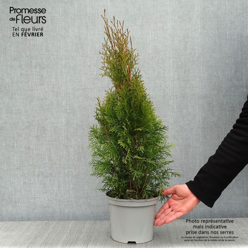 Amostra de Thuya du Canada - Thuja occidentalis Smaragd Vaso de 3 L/4 L tal como entregue no inverno