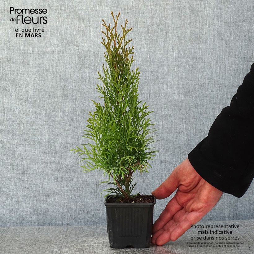 Amostra de Thuya du Canada - Thuja occidentalis Smaragd Vaso de 8/9 cm tal como entregue no inverno
