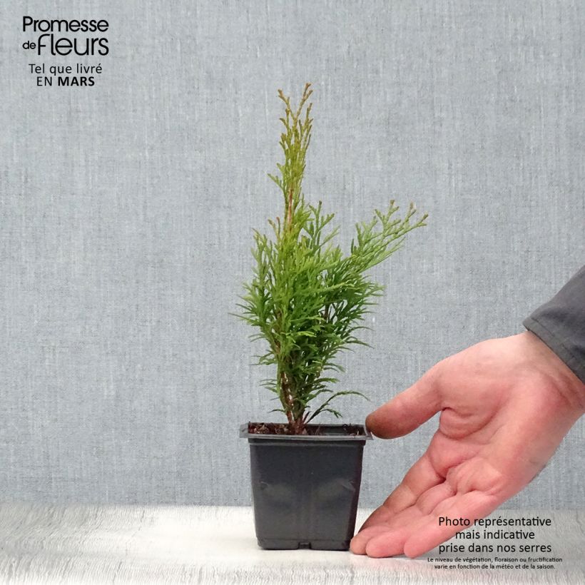 Amostra de Thuja occidentalis Smaragd - Tuia-ocidental Vaso de 8/9 cm tal como entregue na primavera