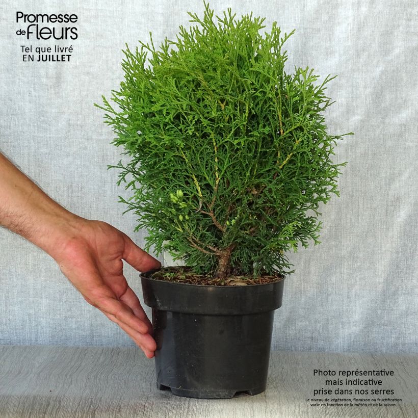 Amostra de Thuja occidentalis Tiny Tim - Tuia-ocidental Vaso de 2 L/3 L tal como entregue no verão
