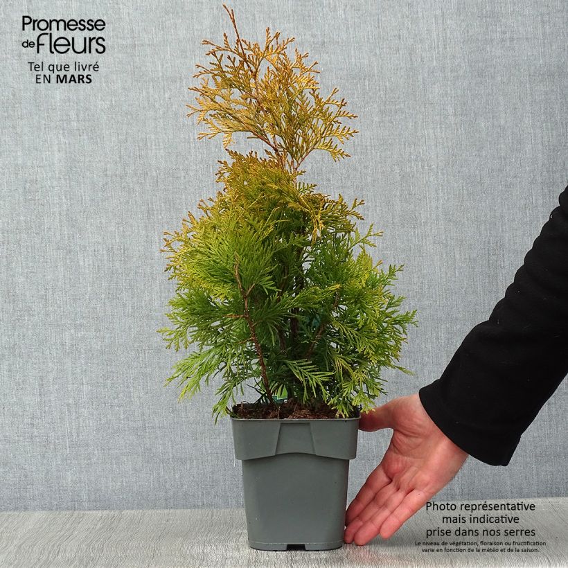 Amostra de Thuya du Canada - Thuja occidentalis Yellow Ribbon. Vaso de 2 L/3 L tal como entregue no inverno