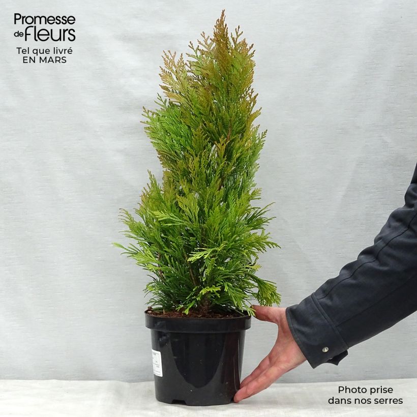 Amostra de Thuja plicata 4 Ever Goldy - Tuia-gigante Vaso de 2 L/3 L tal como entregue na primavera
