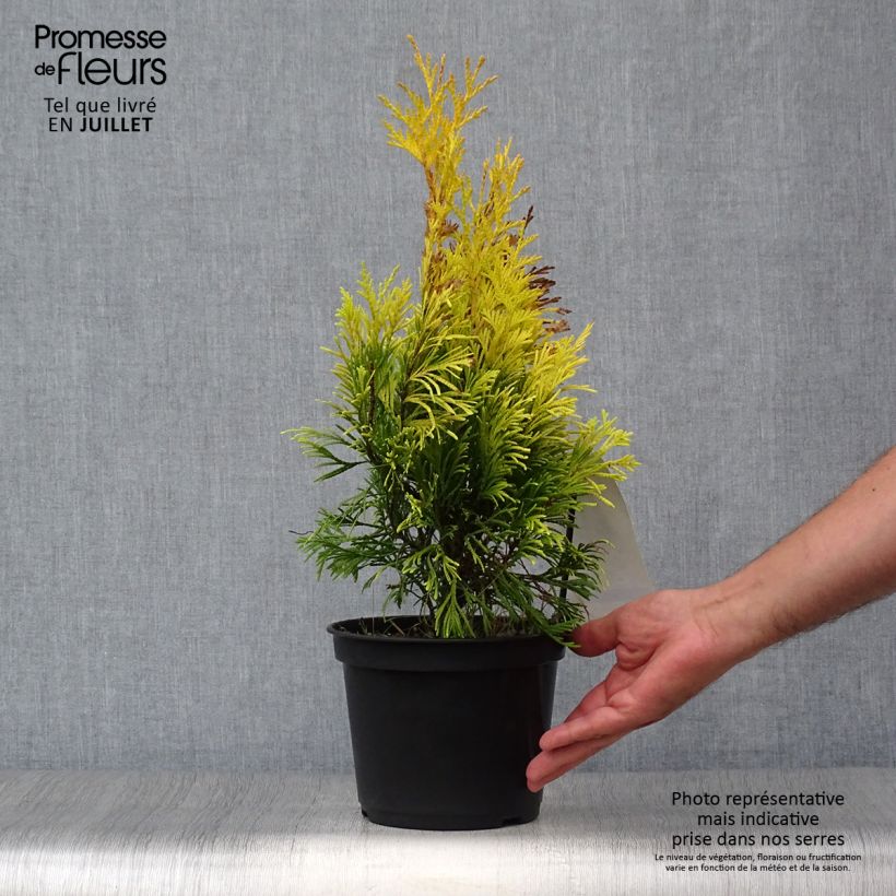 Amostra de Thuja plicata 4 Ever Goldy - Tuia-gigante Vaso de 2 L/3 L tal como entregue no verão