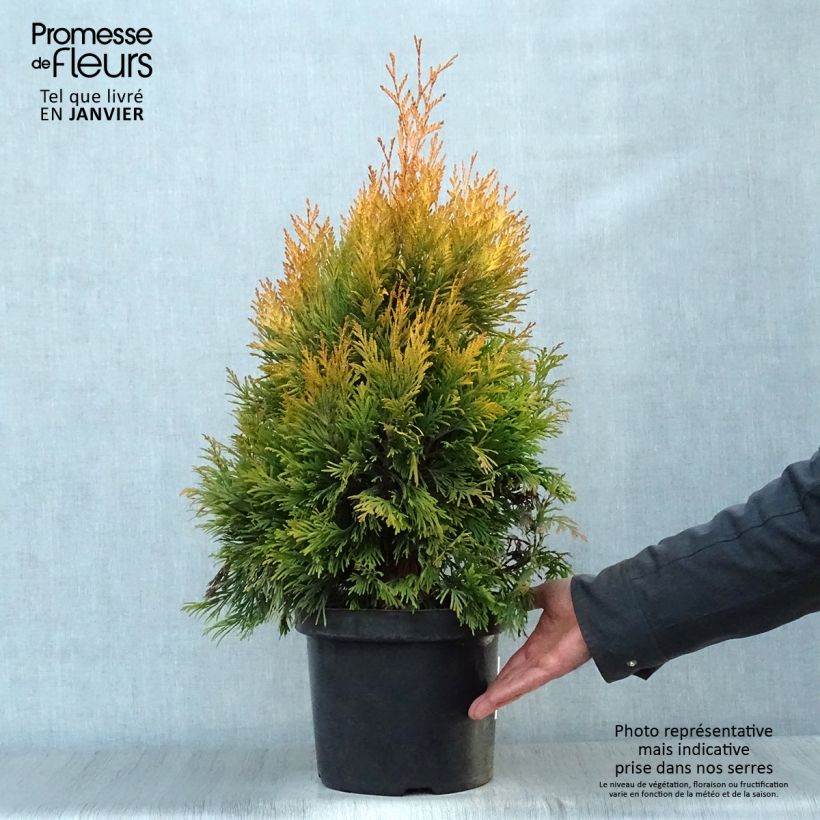 Amostra de Thuya géant - Thuja plicata 4 Ever Goldy Vaso de 6 L/7 L tal como entregue no inverno