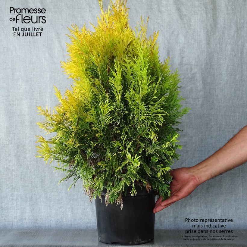 Amostra de Thuja plicata 4 Ever Goldy - Tuia-gigante Vaso de 6 L/7 L tal como entregue no verão