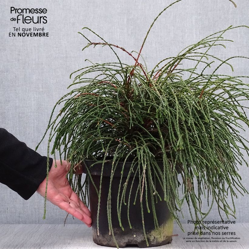 Amostra de Thuja plicata Whipcord - Tuia-gigante Vaso de 7,5 L/10 L tal como entregue no outono
