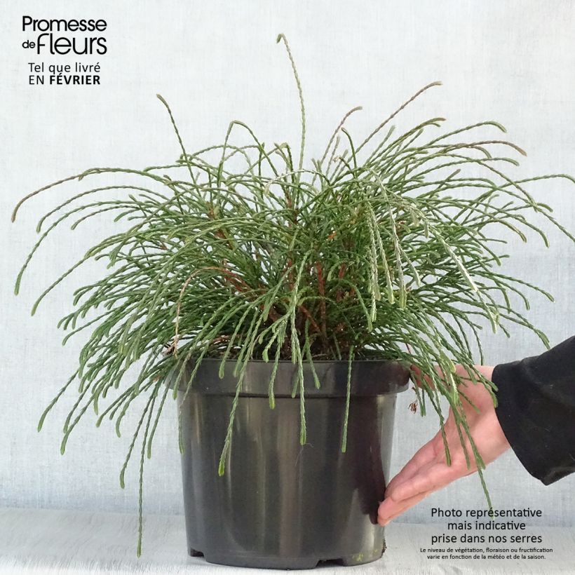 Amostra de Thuja plicata Whipcord - Tuia-gigante Vaso de 7,5 L/10 L tal como entregue no inverno