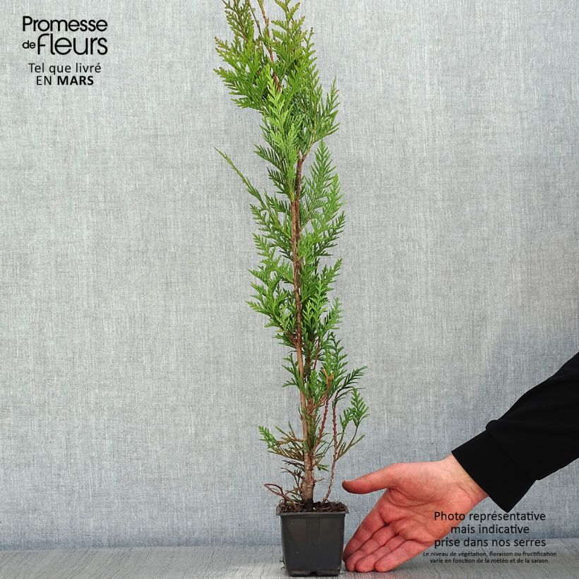 Amostra de Thuja plicata Atrovirens - Tuia-gigante Vaso de 8/9 cm tal como entregue no inverno