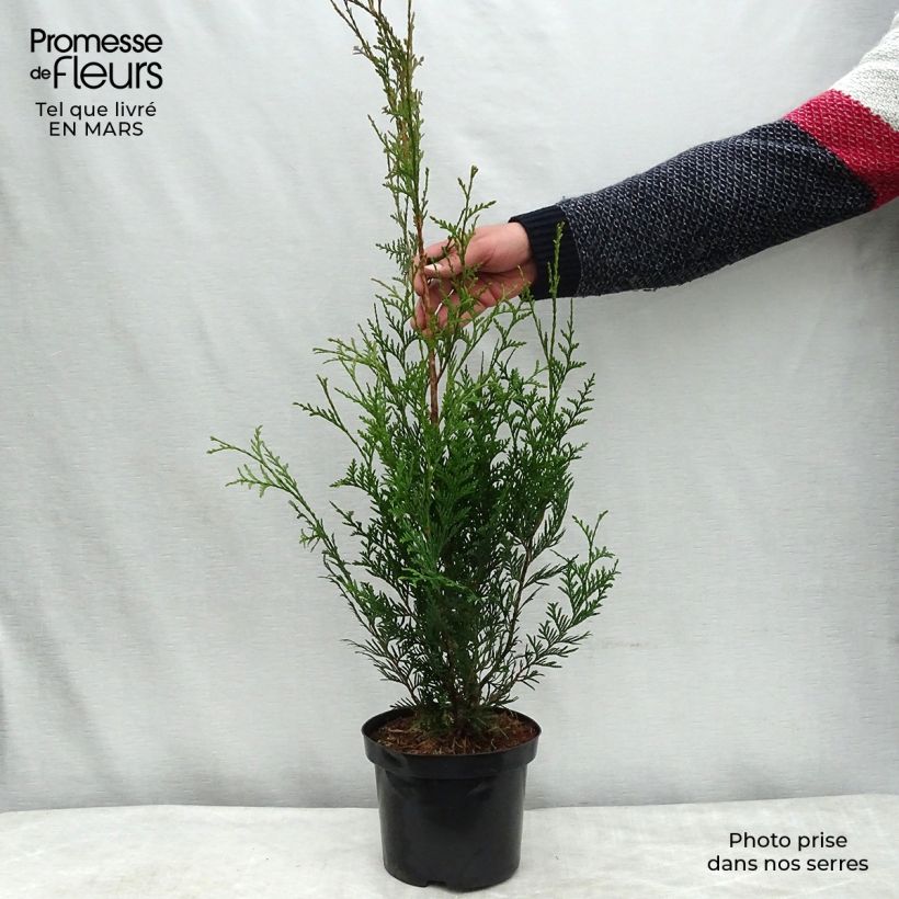 Amostra de Thuja plicata Atrovirens - Tuia-gigante Vaso de 2 L/3 L tal como entregue no inverno