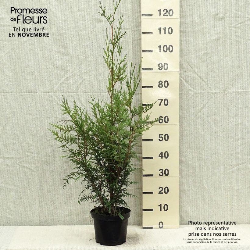 Amostra de Thuja plicata Atrovirens - Tuia-gigante Vaso de 2 L/3 L tal como entregue no outono