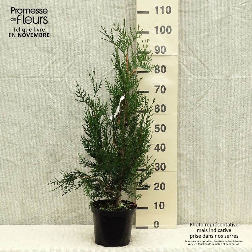 Amostra de Thuja plicata Atrovirens - Tuia-gigante Vaso de 4 L/5 L tal como entregue no outono