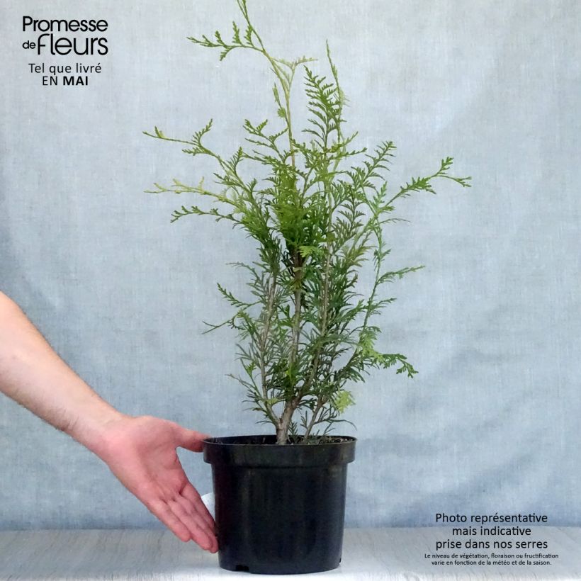 Amostra de Thuja plicata Atrovirens - Tuia-gigante Vaso de 4 L/5 L tal como entregue na primavera