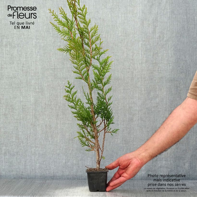 Amostra de Thuja plicata Atrovirens - Tuia-gigante Vaso de 8/9 cm tal como entregue na primavera