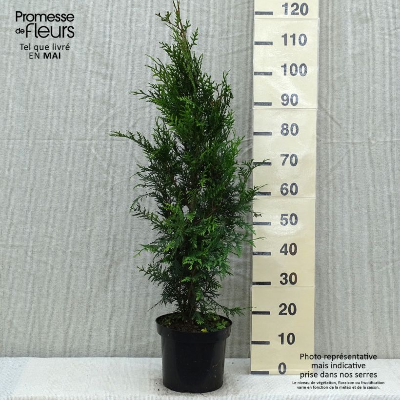 Amostra de Thuja plicata Atrovirens - Tuia-gigante Vaso de 6 L/7 L tal como entregue na primavera