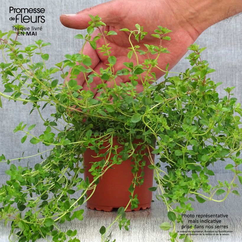 Amostra de Thym Pizza en plants Pot de 10 cm/11cm tal como entregue na primavera