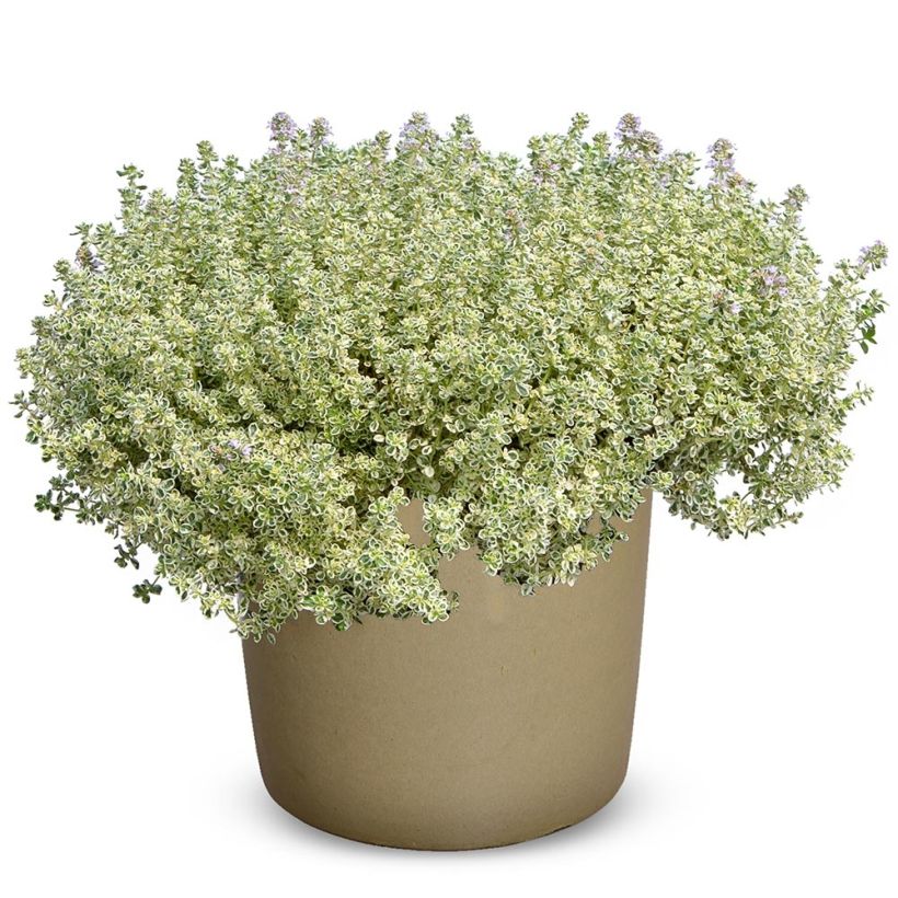 Thymus Sparkling Bright em plantas - Tomilho-limão (Hábito)