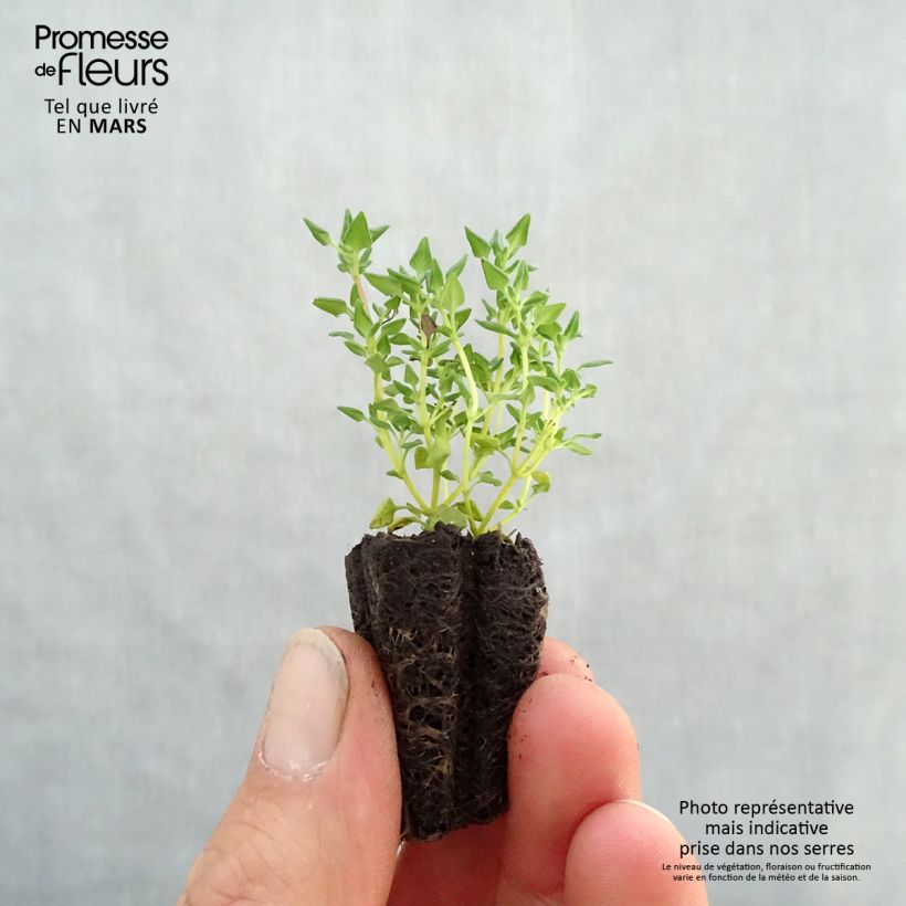 Amostra de Thym à odeur de rose en plants Mini-motte Ø 3/4 cm tal como entregue na primavera
