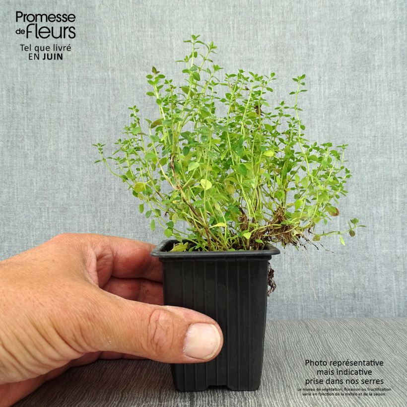 Amostra de Tomilho-limão Bio - Thymus x citriodorus Vaso de 8/9 cm tal como entregue no verão
