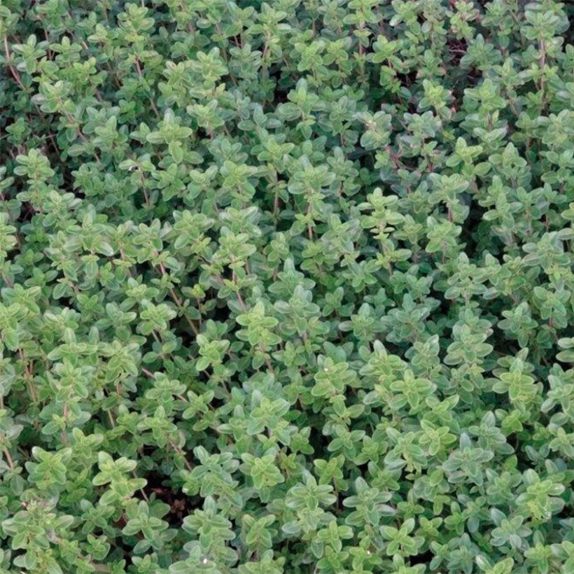 Tomilho-limão plantas jovens - Thymus x citriodorus (Folhagem)