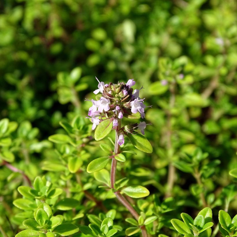 Thymus × citriodorus Bertram Anderson - Tomilho-limão (Floração)
