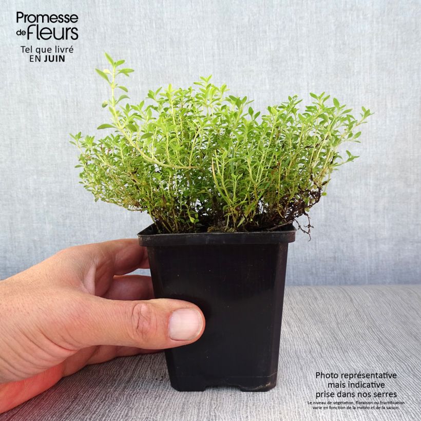 Amostra de Thymus × citriodorus Bertram Anderson - Tomilho-limão Vaso de 8/9 cm tal como entregue no verão