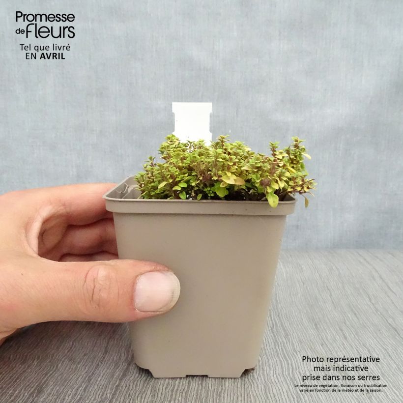 Amostra de Thymus × citriodorus Bertram Anderson - Tomilho-limão Vaso de 8/9 cm tal como entregue na primavera
