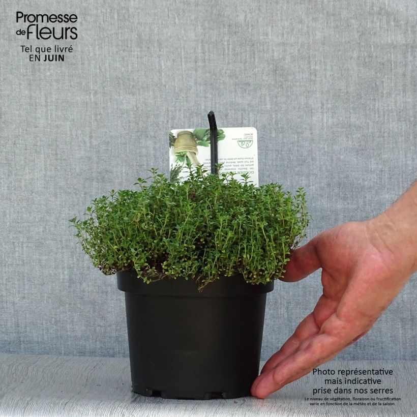 Amostra de Thymus × citriodorus Bertram Anderson - Tomilho-limão Vaso de 1,5 L/2 L tal como entregue no verão