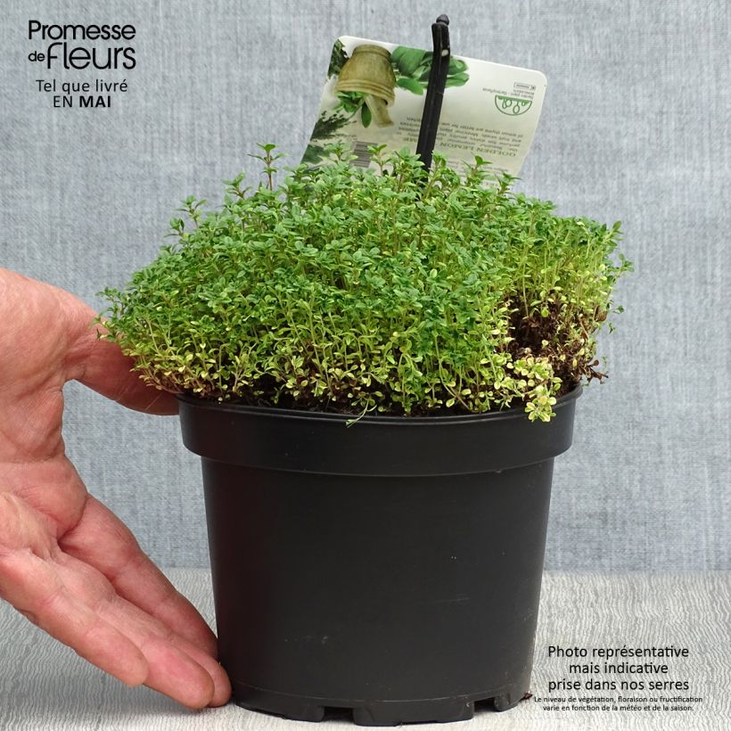 Amostra de Thymus × citriodorus Bertram Anderson - Tomilho-limão Vaso de 1,5 L/2 L tal como entregue na primavera
