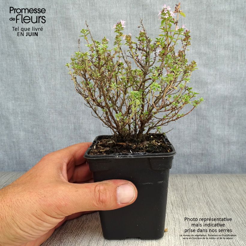 Amostra de Tomilho-limão Silver Edge Bio - Thymus x citriodorus Vaso de 7/8 cm tal como entregue no verão