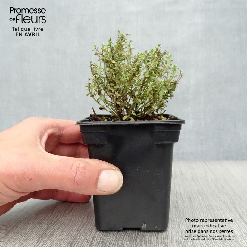 Amostra de Tomilho-limão Silver Edge Bio - Thymus x citriodorus Vaso de 7/8 cm tal como entregue na primavera