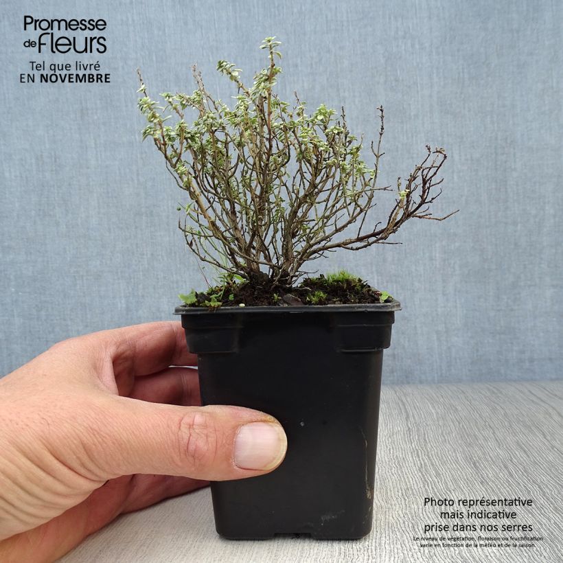 Amostra de Tomilho-limão Silver Edge Bio - Thymus x citriodorus Vaso de 7/8 cm tal como entregue no outono