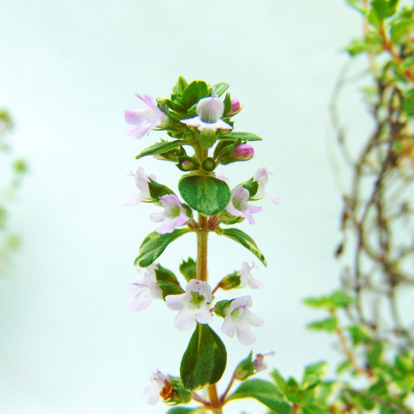 Tomilho-limão Silver Edge Bio - Thymus x citriodorus (Floração)