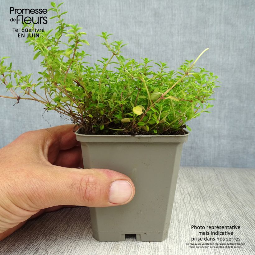 Amostra de Thymus × citriodorus Aureus - Tomilho-limão Vaso de 8/9 cm tal como entregue no verão
