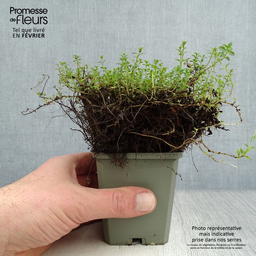 Amostra de Thym citron doré - Thymus citriodorus Aureus Vaso de 8/9 cm tal como entregue no inverno